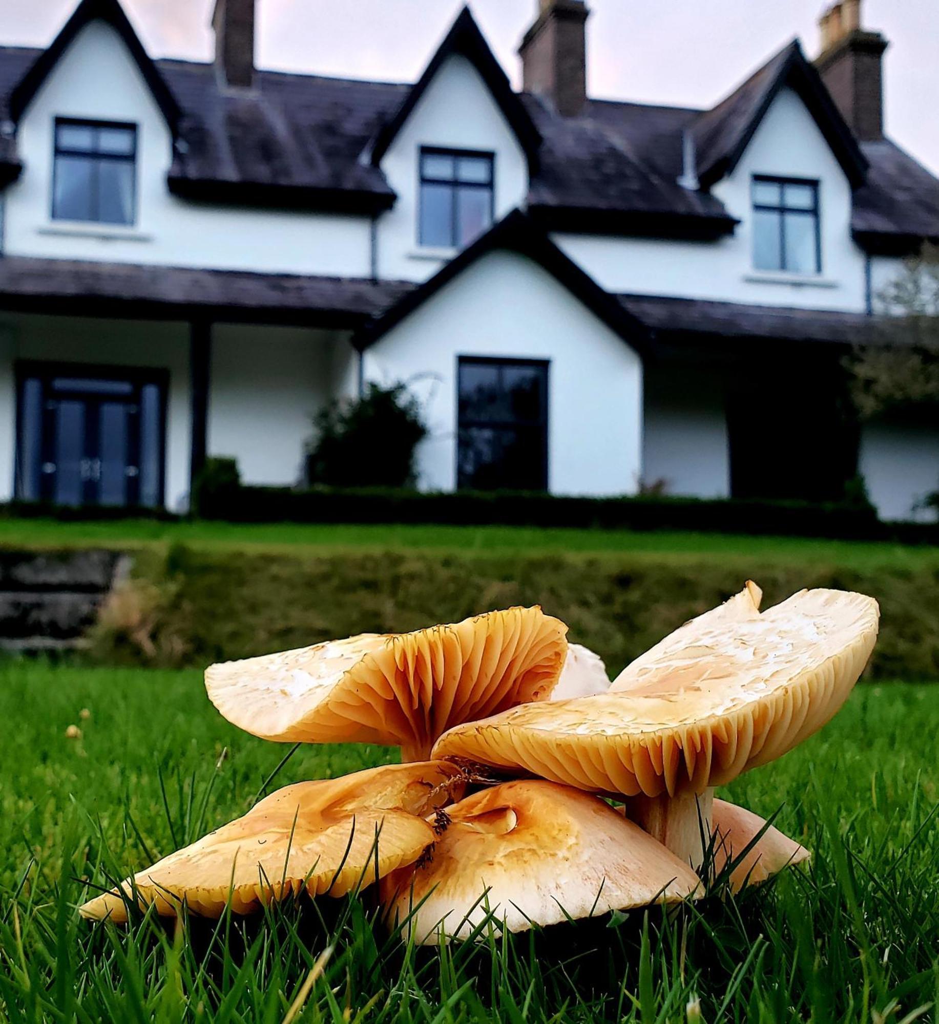 Bryansford Cottage Bagian luar foto